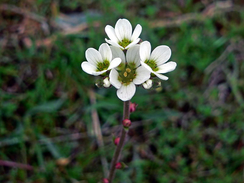 Saxifraga bulbifera / Sassifraga bulbifera